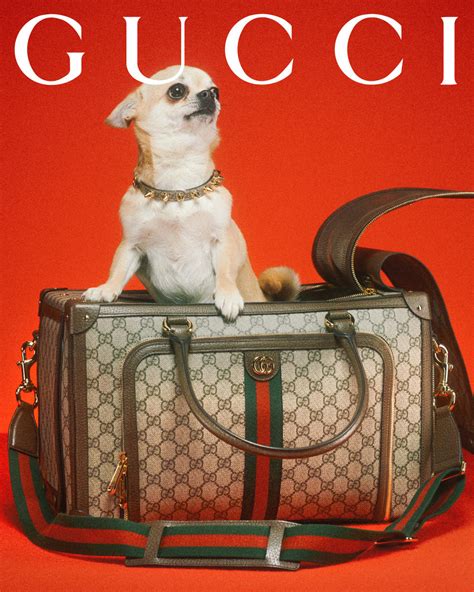 gucci dog toy|gucci tote with cat.